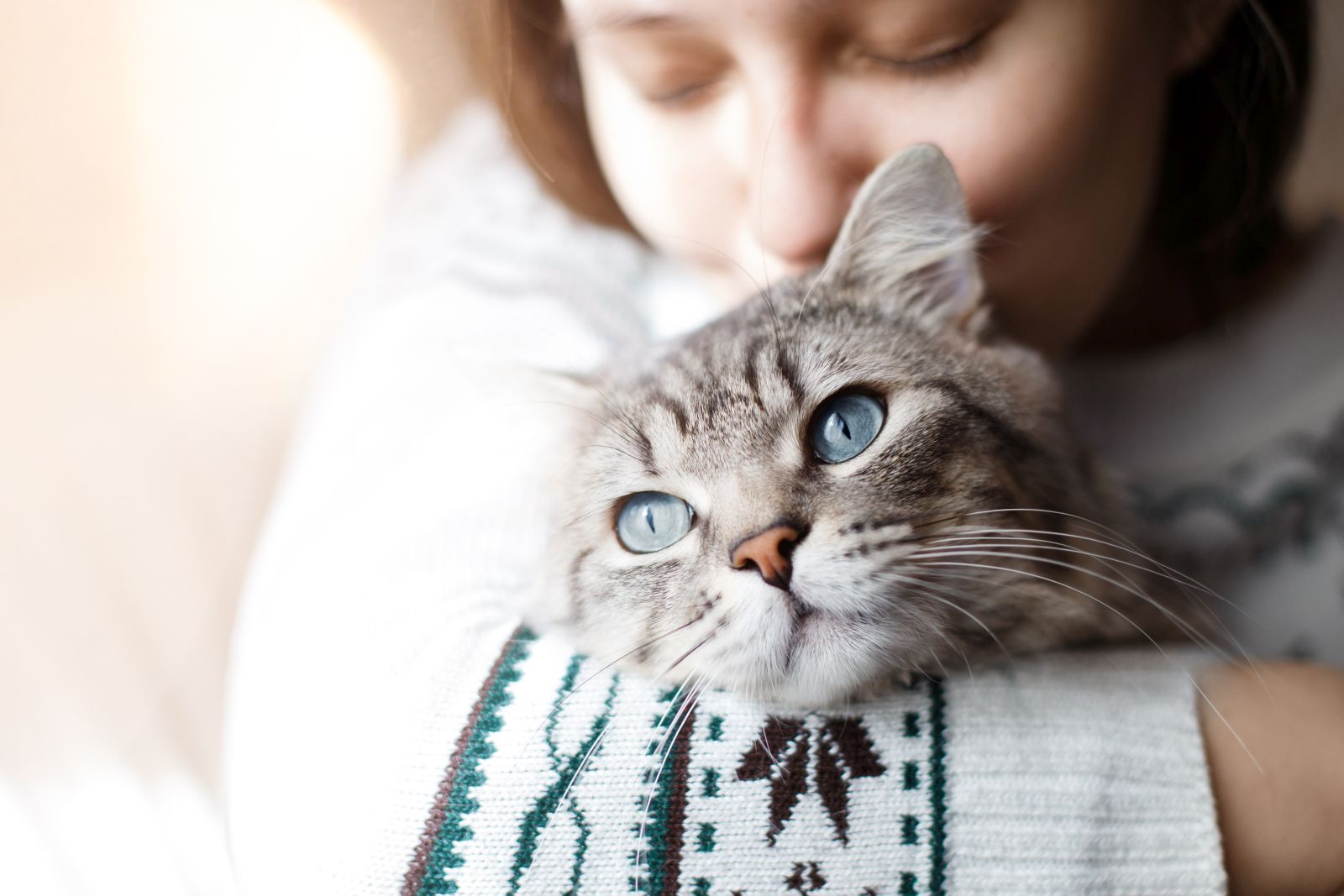 Bindehautentzündung bei Katzen | zooplus Magazin