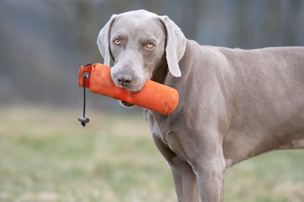 Weimaraner mit Dummy