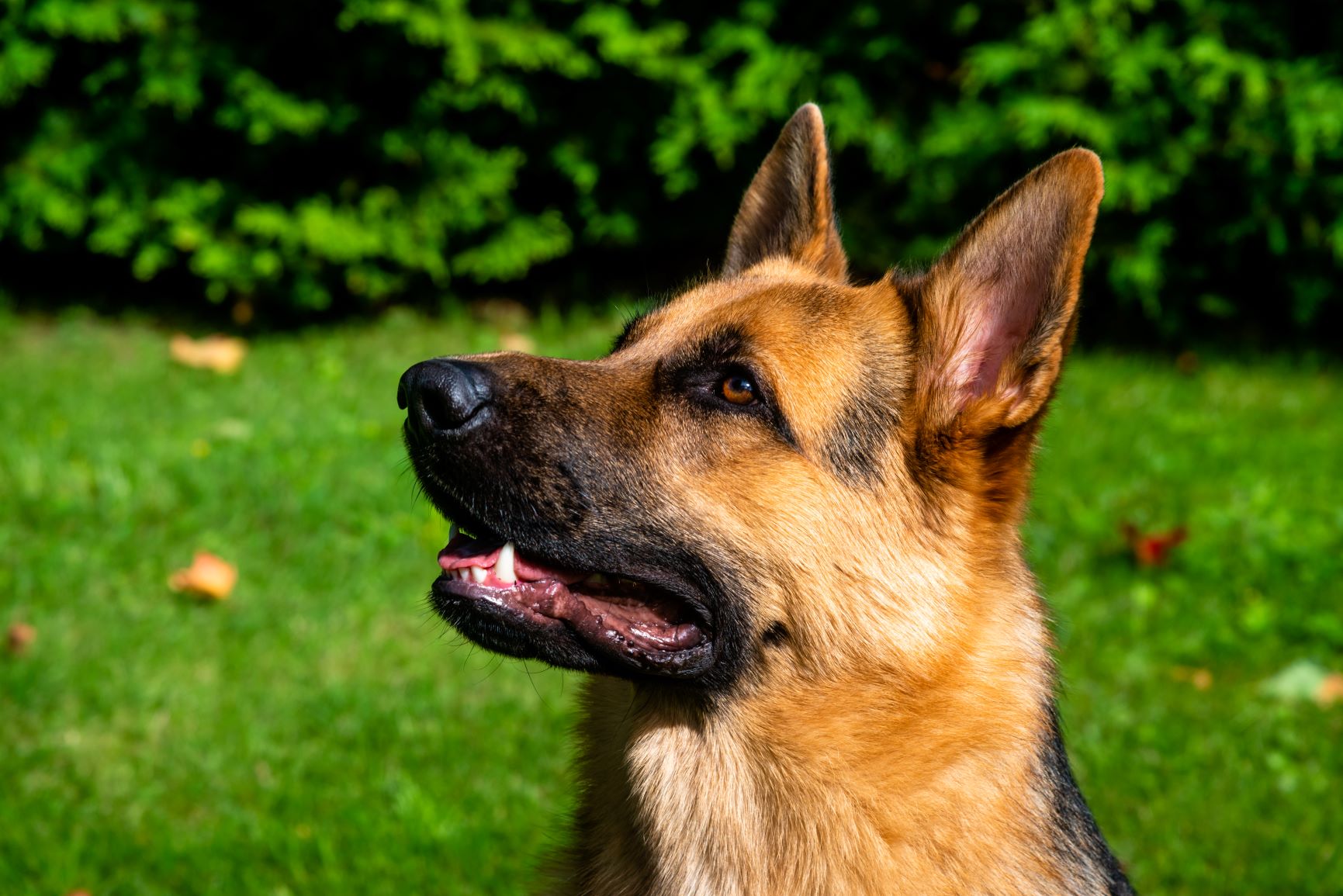 Magendrehung Beim Hund Ursachen Symptome Zooplus