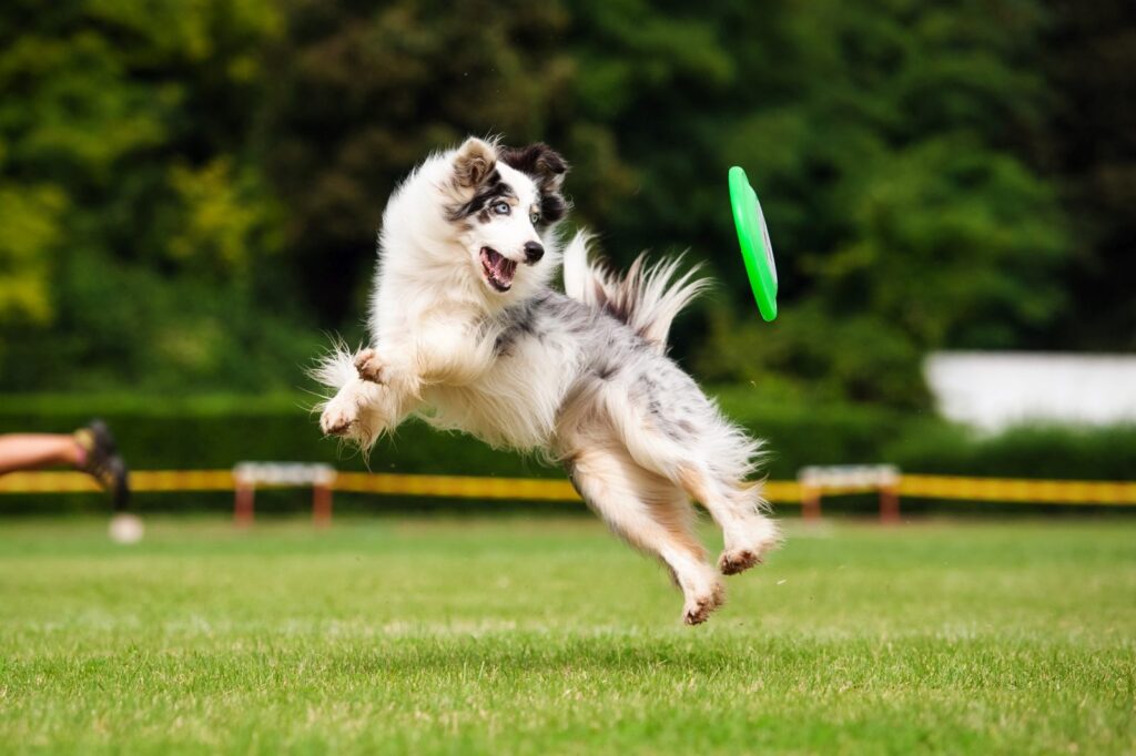 Dog Frisbee für Hund und Halter zooplus Magazin
