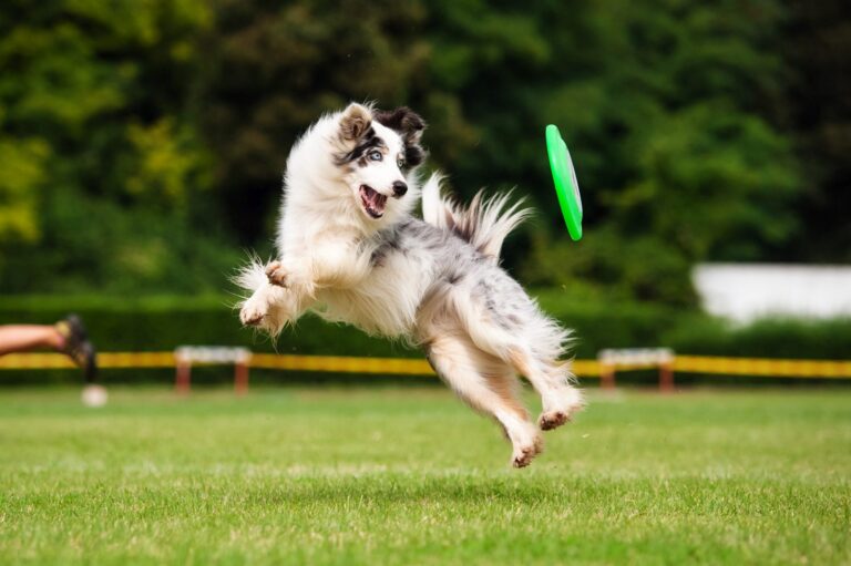 border collie spielt dog frisbee