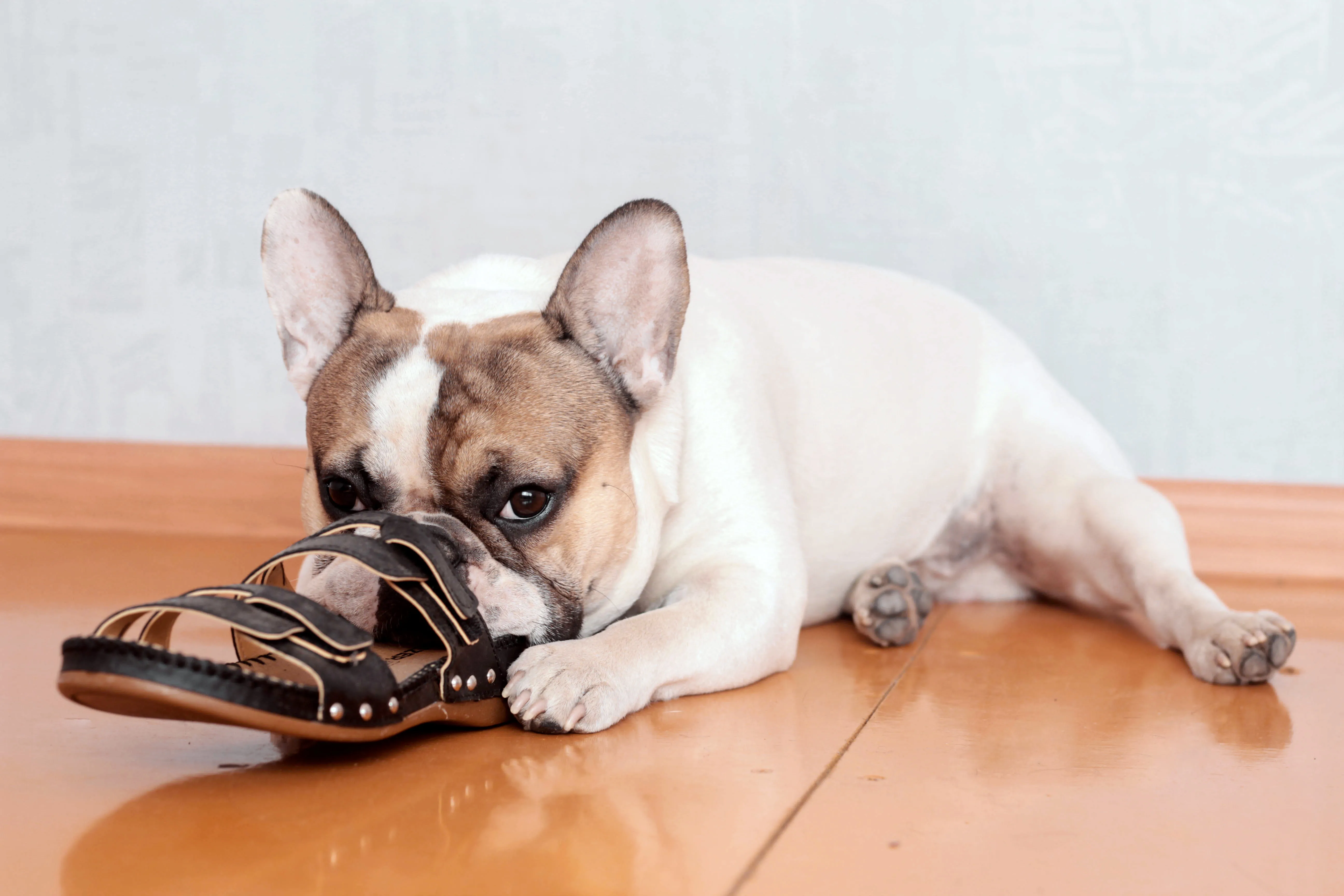 Hund Knabbert An Vorderbeinen