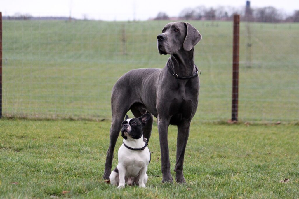 französische bulldogge und deutsche dogge im grass französische bulldogge und deutsche dogge im grass