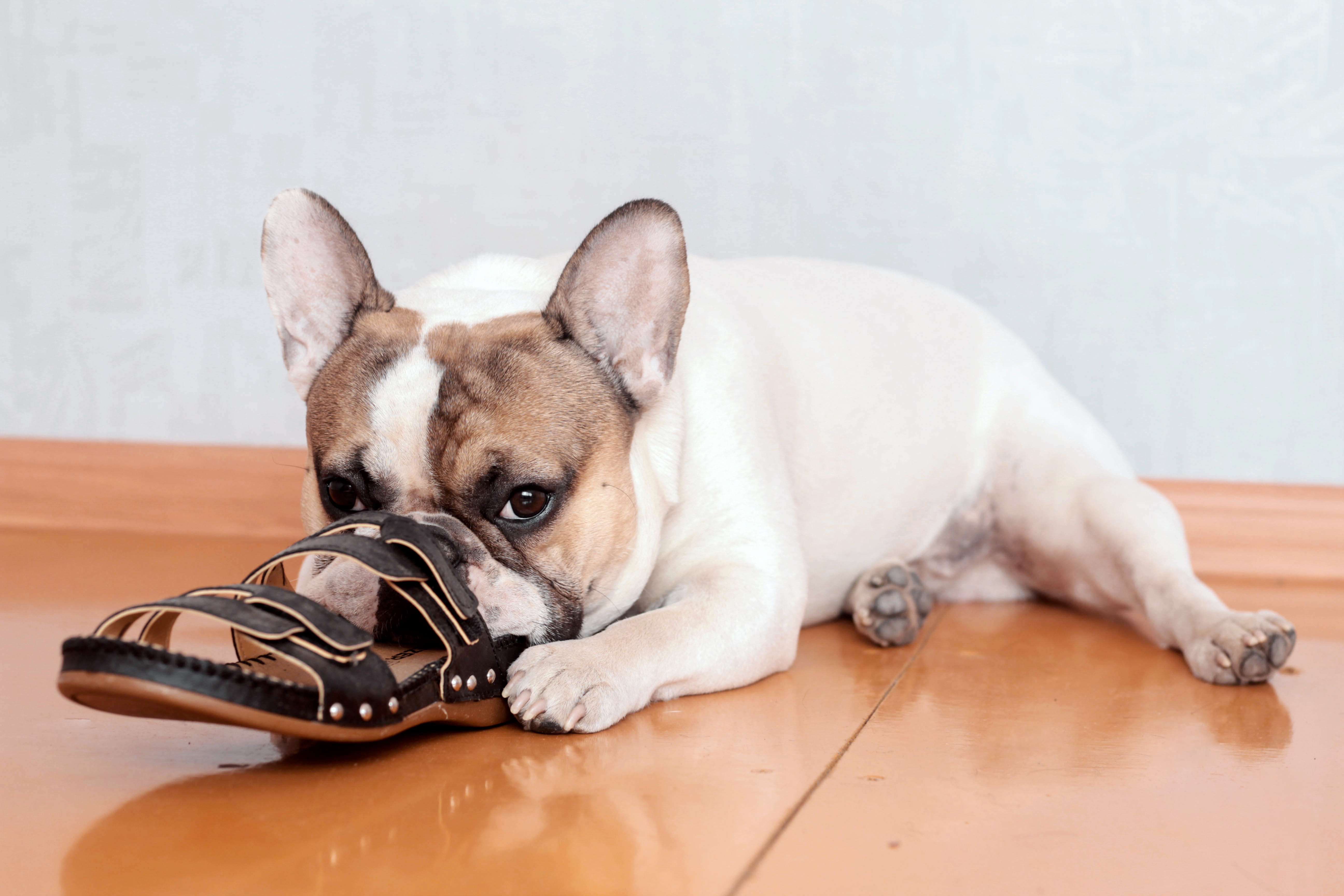 Hund knabbert alles an? Ursachen & Tipps zooplus