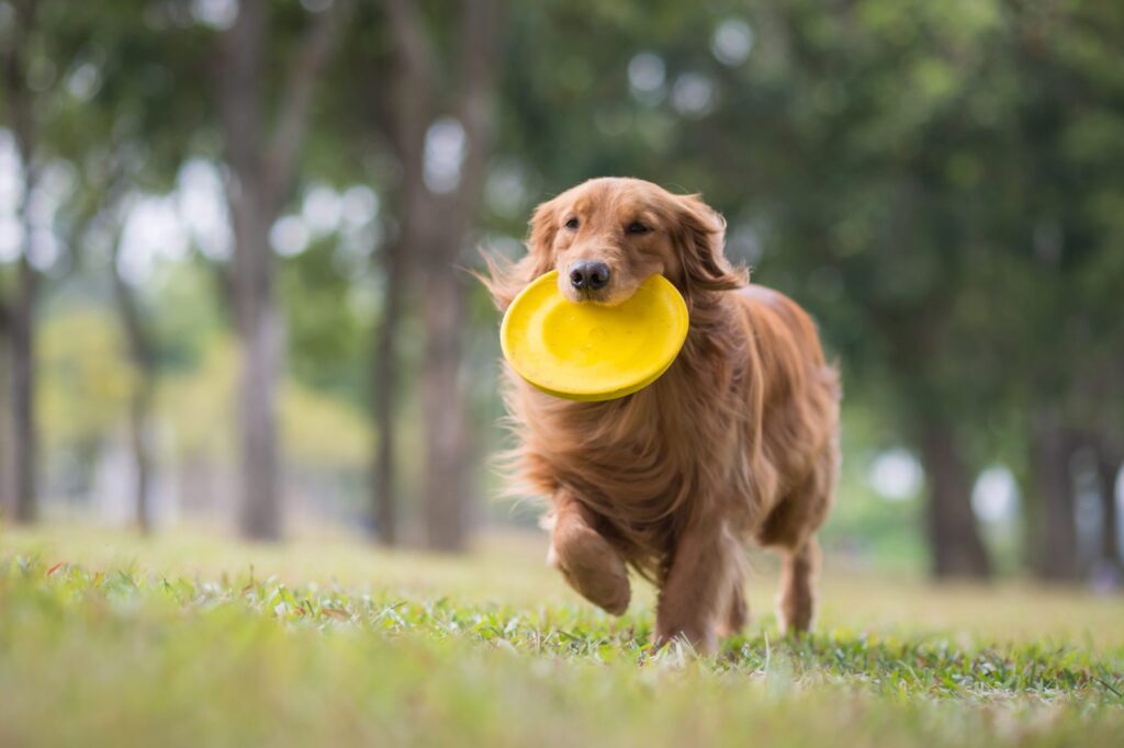 Golden Retriever spielt Frisbee im Park golden retriever mit frisbee