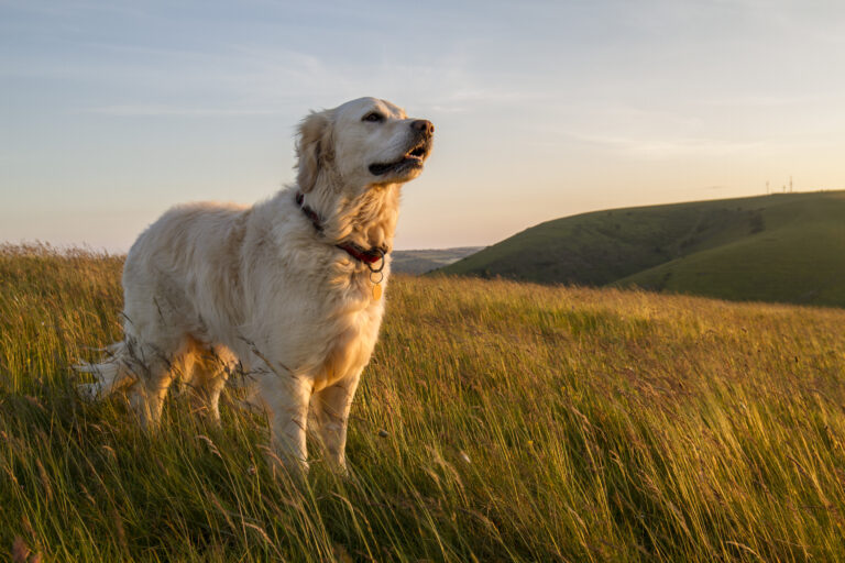 Ein Golden Retriever steht auf einer Wiese