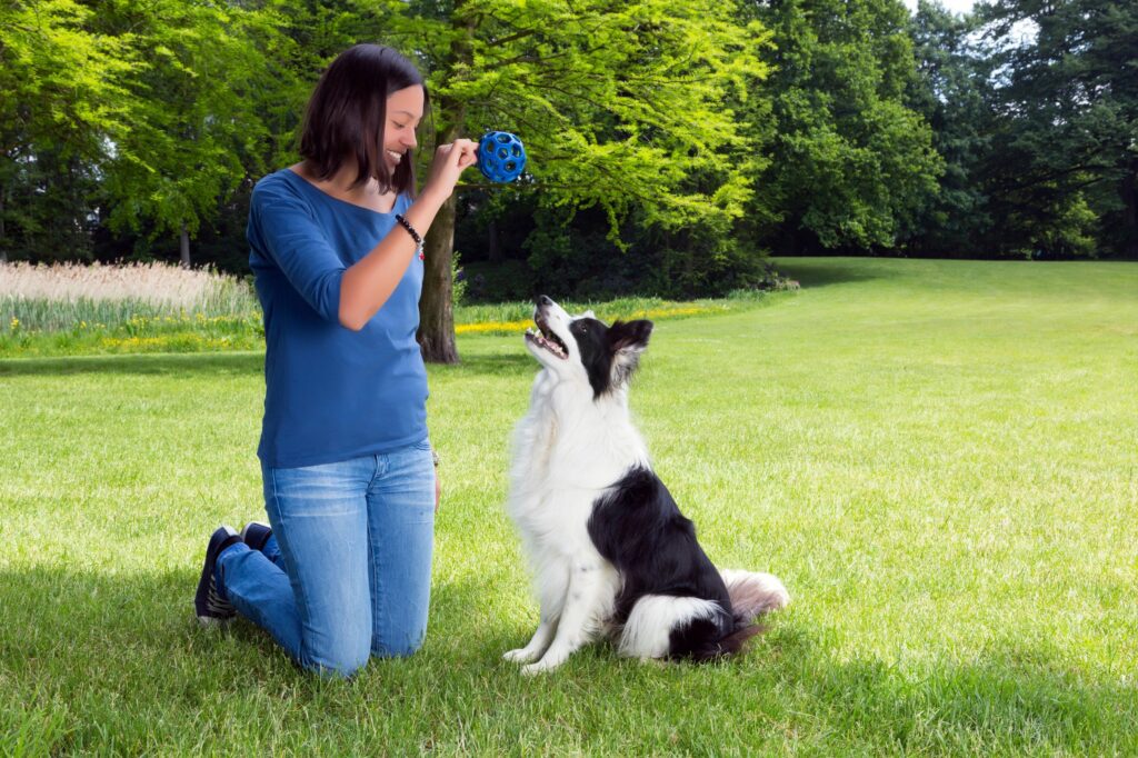 hund apportieren beibringen