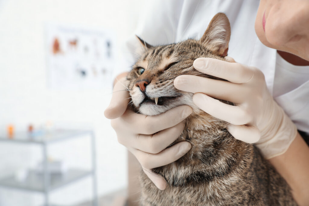 katze mit zahnstein