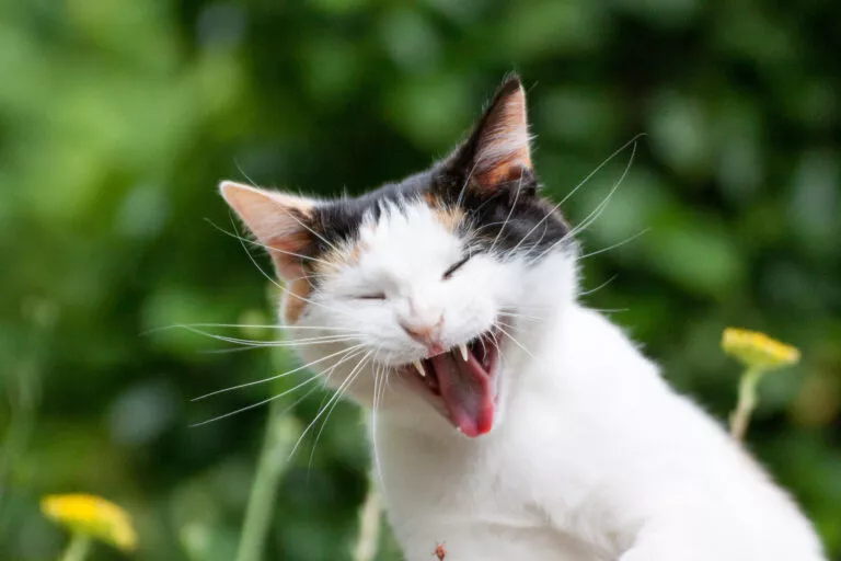 zahnstein bei Katzen