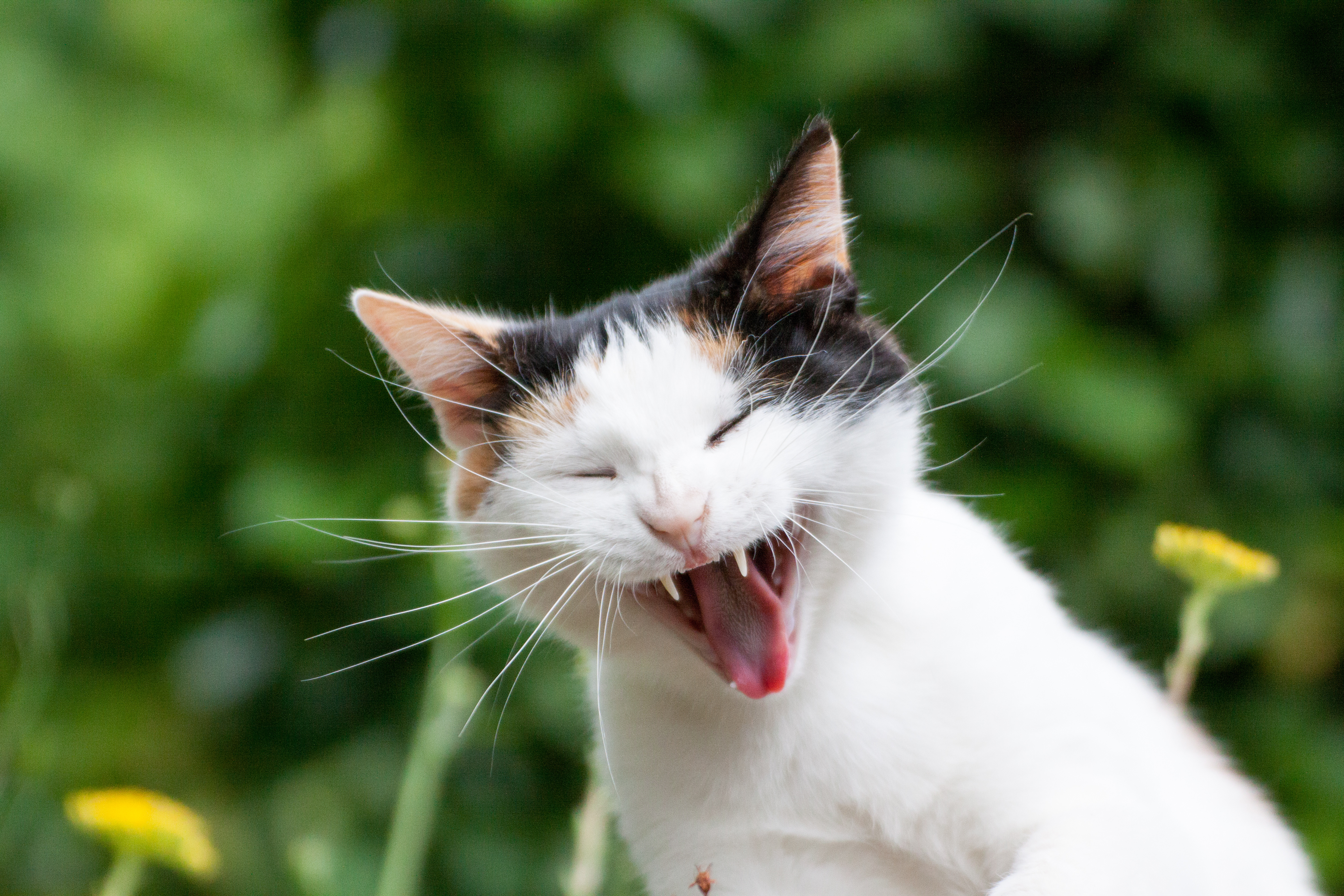 Katze Hat Gelbe Zähne Und Mundgeruch