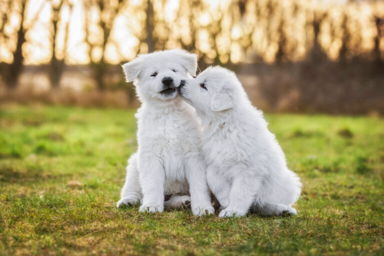 zwei weißer schäferhunde welpen