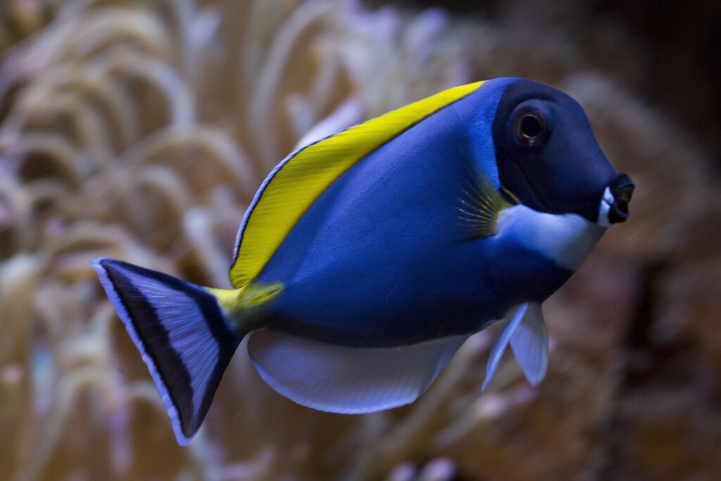 Acanthurus leucosternon