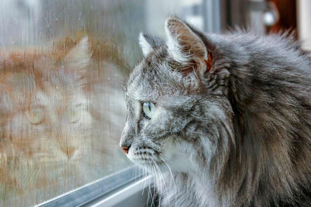 Katze erkältet kaltes nasses Wetter