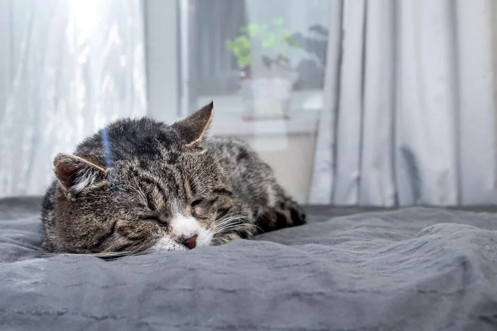 alte Katze mit Niereninsuffizienz