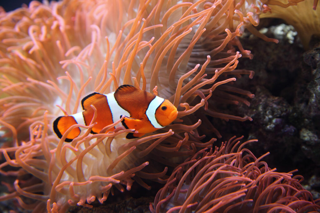 Amphiprion ocellaris