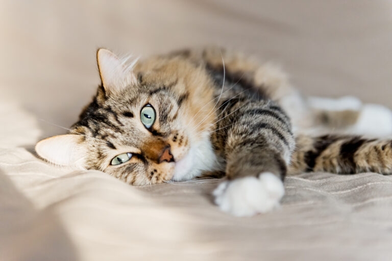 Katze mit Bauchspeicheldrüsenentzündung