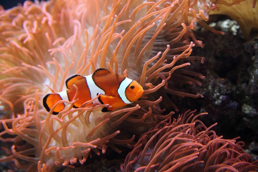 Clownfisch oder Amphiprion ocellaris