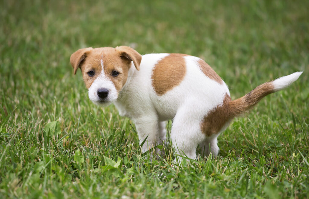 Hundeurin auf Rasen neutralisieren zooplus