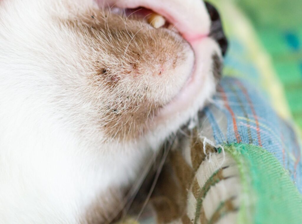 Katze mit Mitessern am Kinn Katze Mitesser