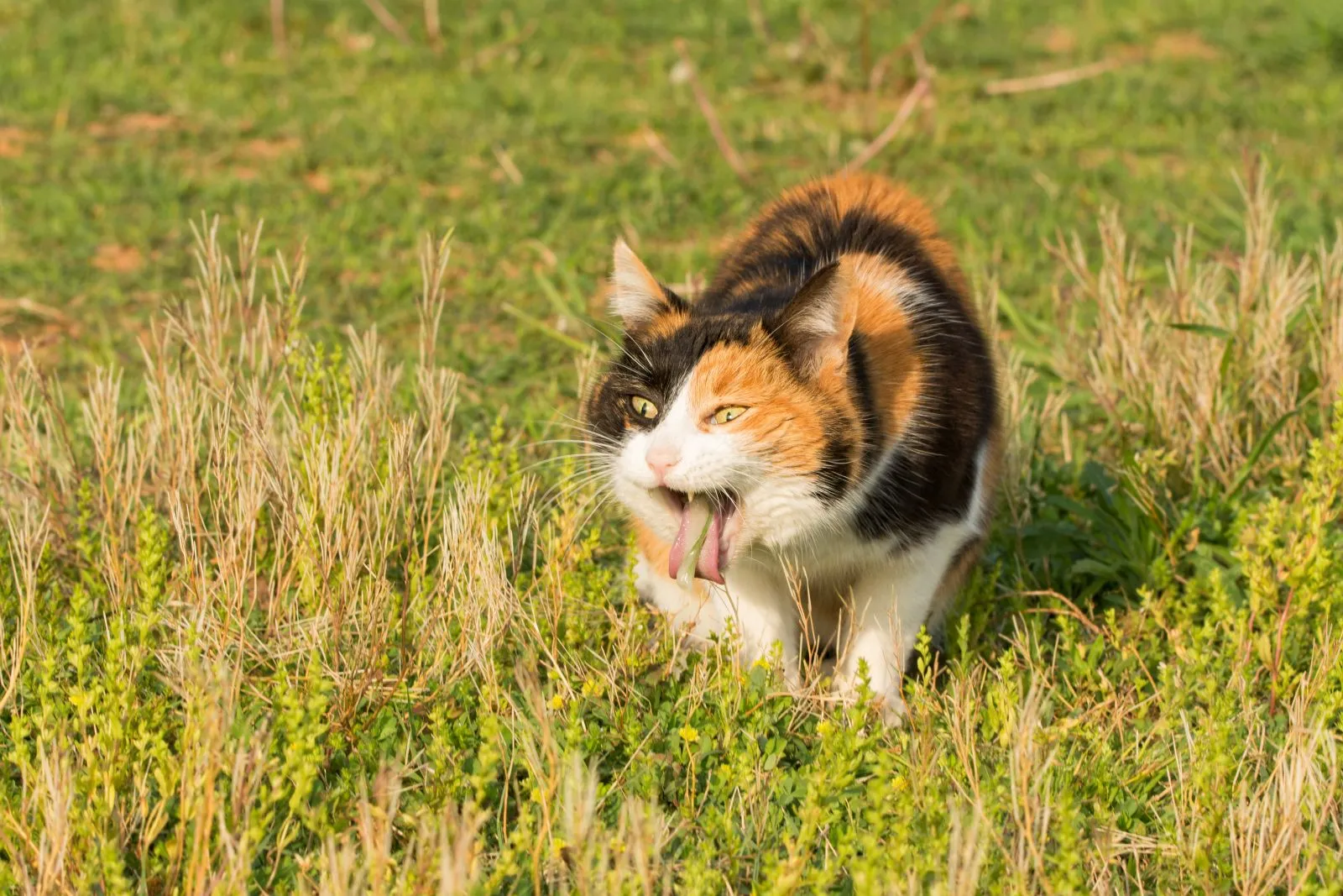 Katze erbricht: Tierrztin erklrt Ursachen & Behandlung | zooplus