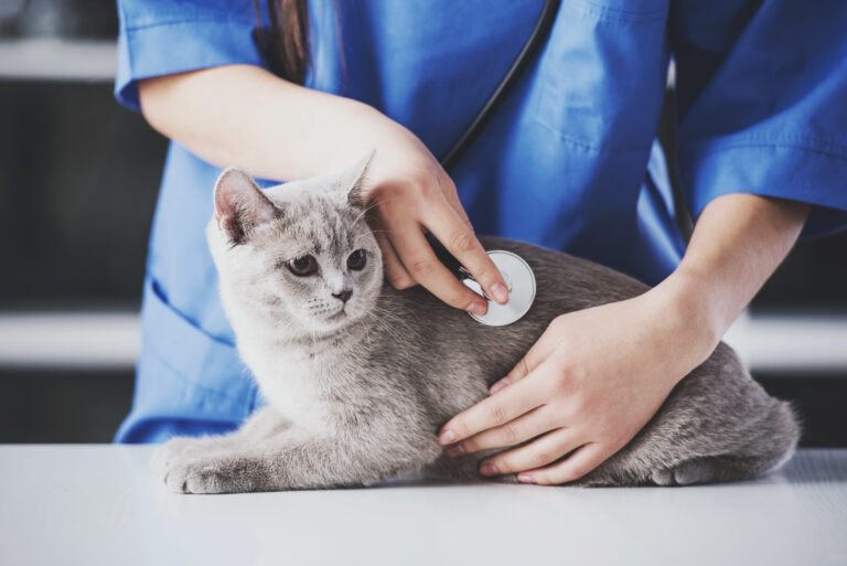 Niereninsuffizienz bei Katzen