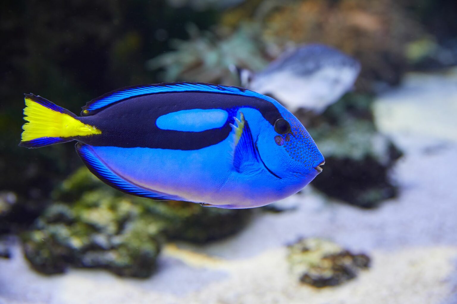 Die 5 beliebtesten Salzwasserfische Tipps zur Haltung zooplus