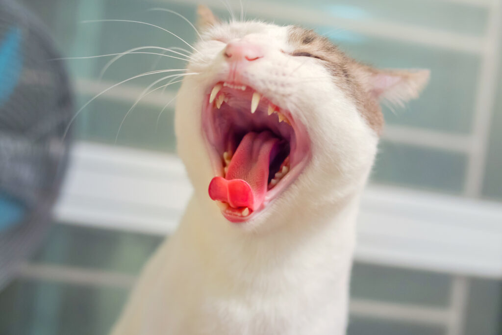 Katze Hat Zahn Verloren