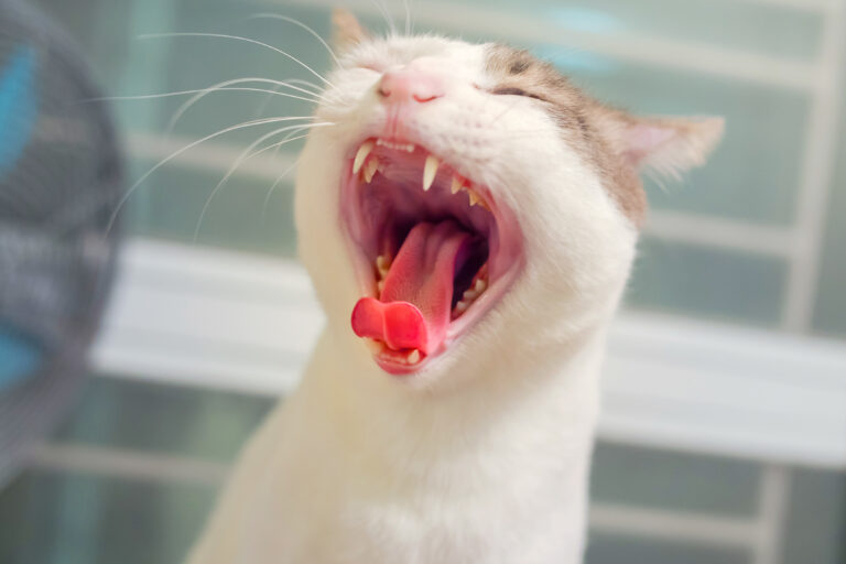 Zahnfleischentzündung bei der Katze