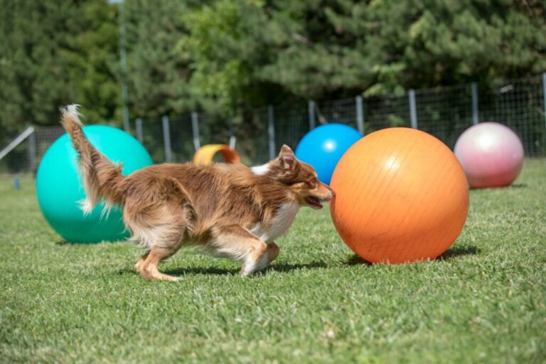 Border kólia hrá treibball Border kólia hrá treibball