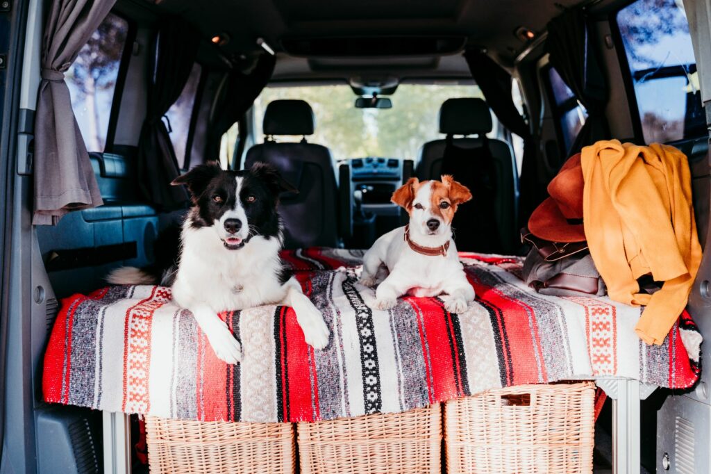 Camping mit Hunden Camping mit Hunden