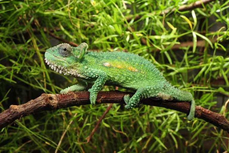 bradypodion chamäleon im terrarium