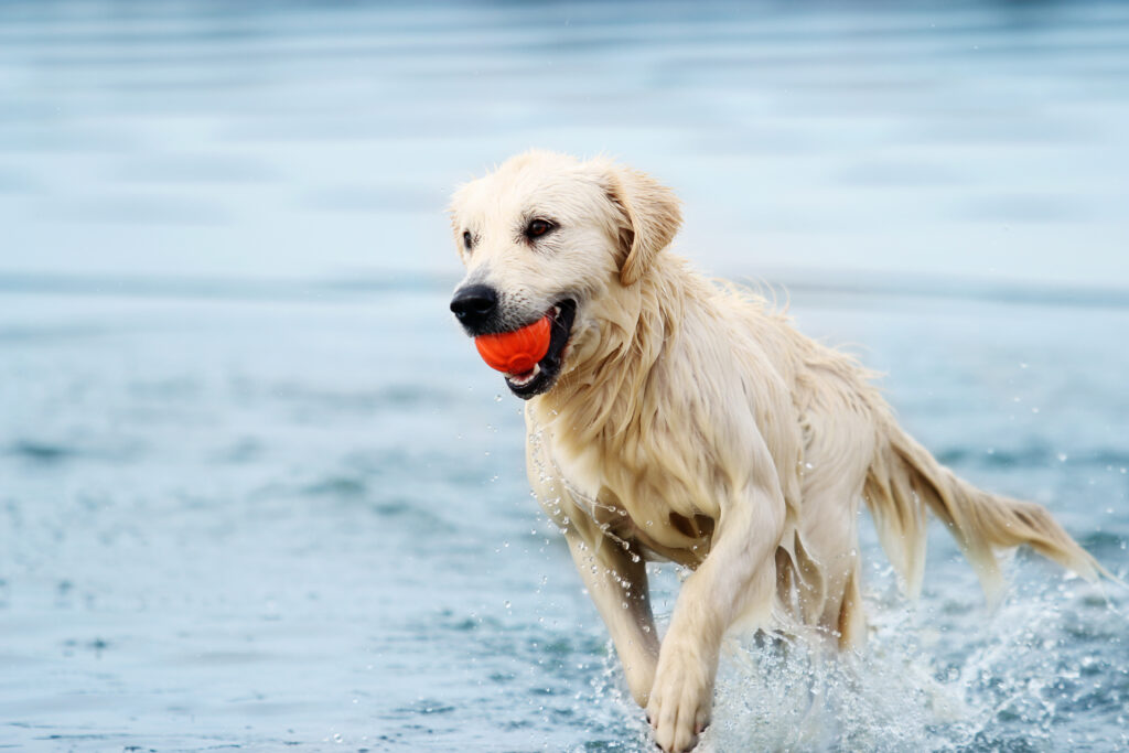 golden retriever spielt mit ball im wasser