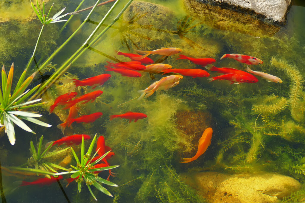 goldfische im teich