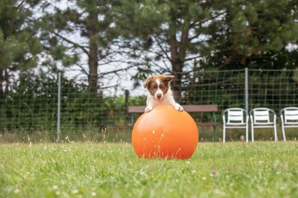 Hund mit Treibball Hund mit Treibball