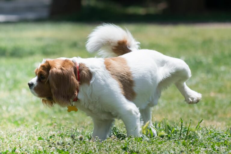 Ein Hund pinkelt auf den Rasen