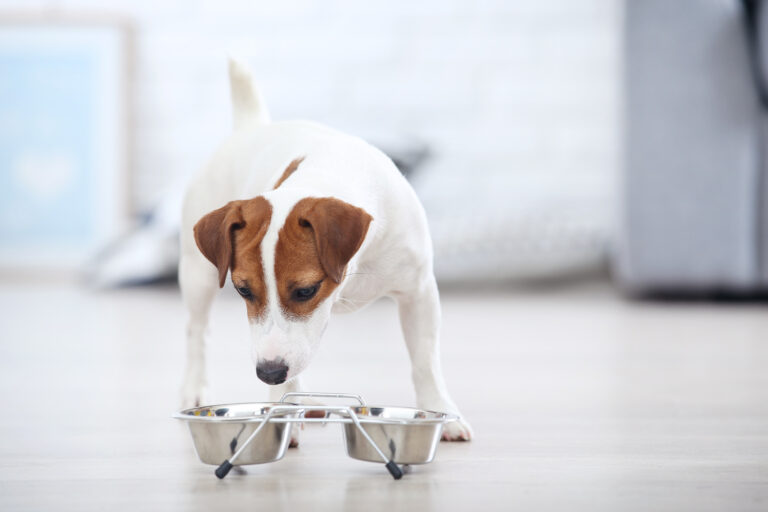 Jack Russell Futterumstellung