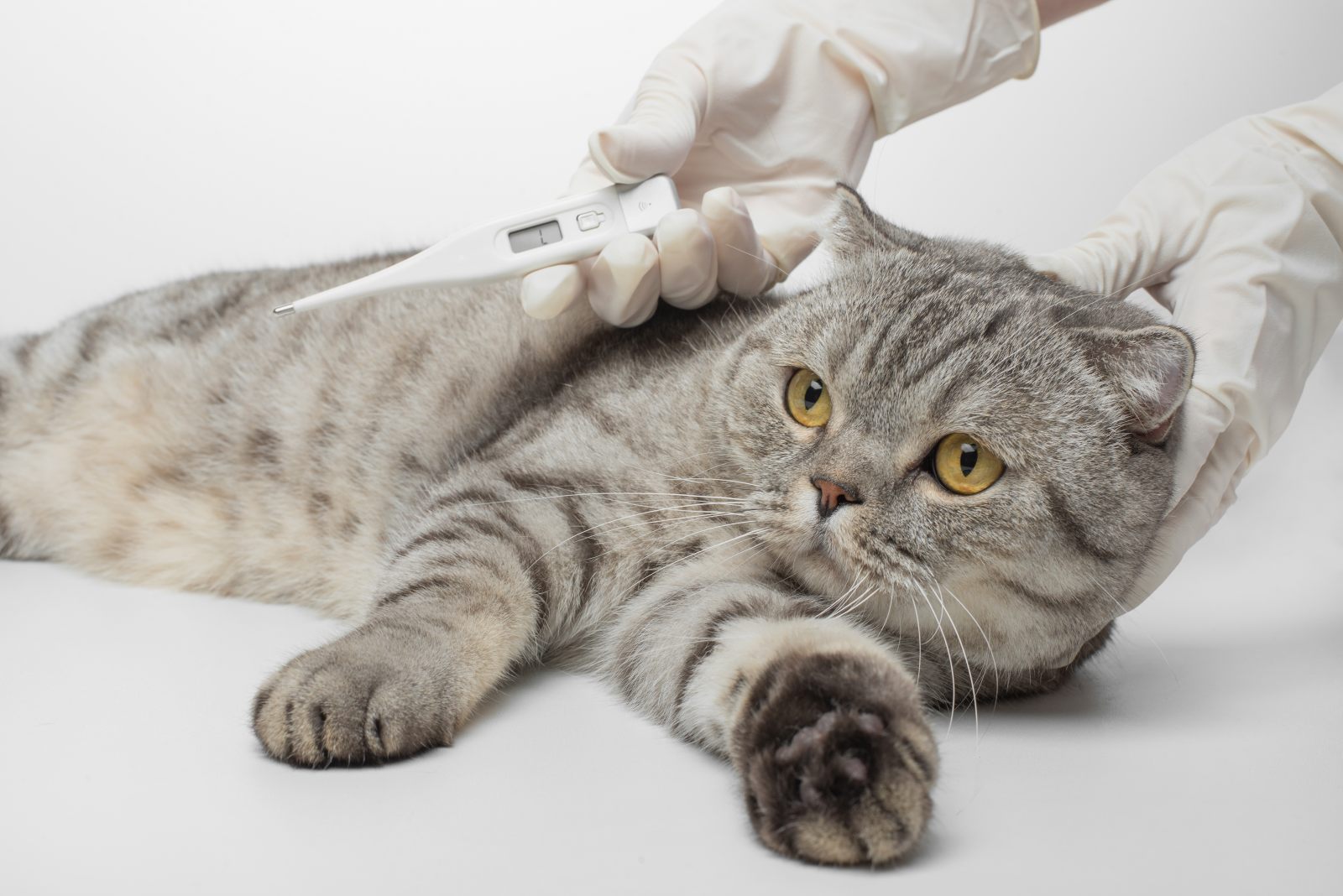 Wie Merke Ich Ob Meine Katze Fieber Hat www.zooplus.de