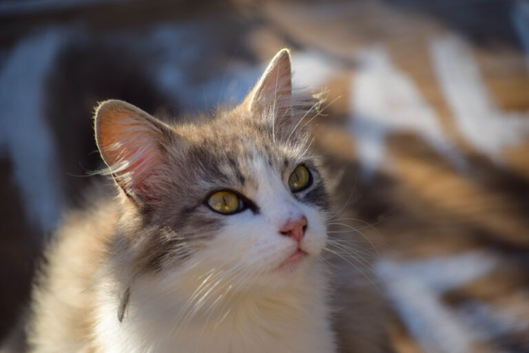 Bekommen Katzen Läuse