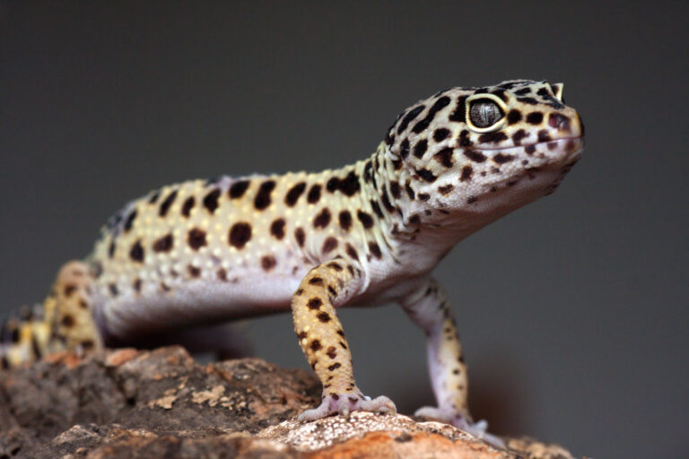 leopardgecko