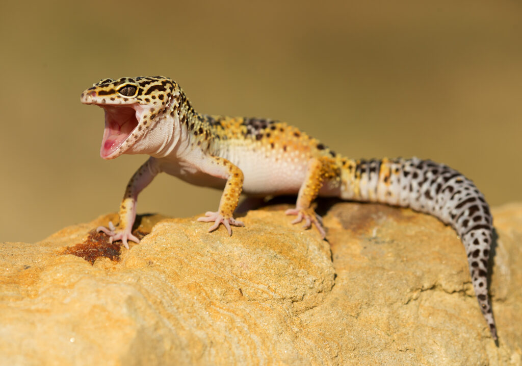 leopardgecko haltung