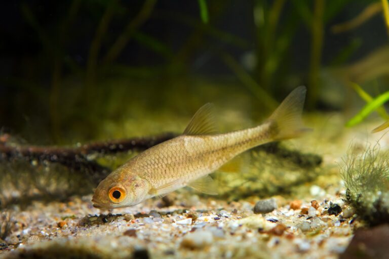 Teichfische 5 beliebte Fischarten für den Gartenteich