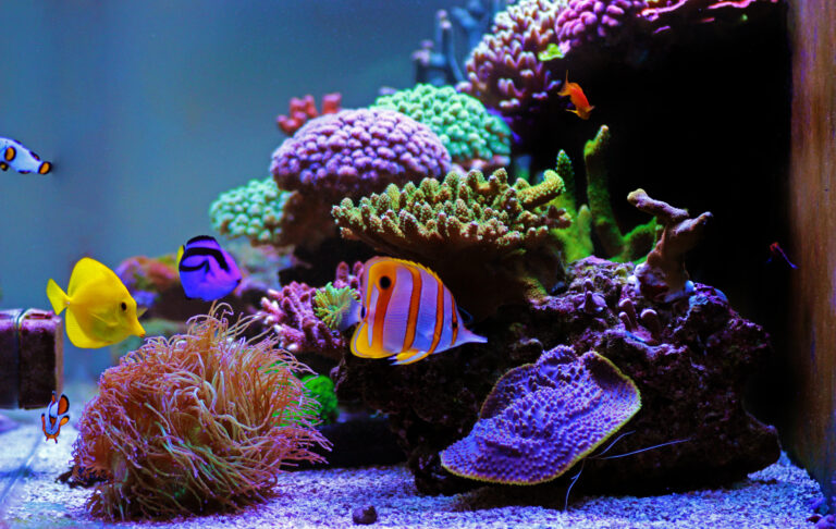 salzwasseraquarium