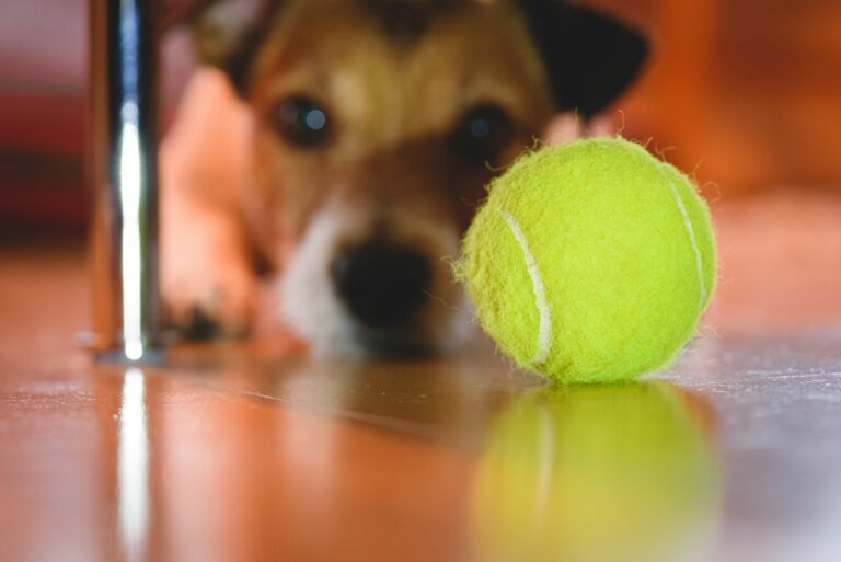 tennisball gefährlich für hunde