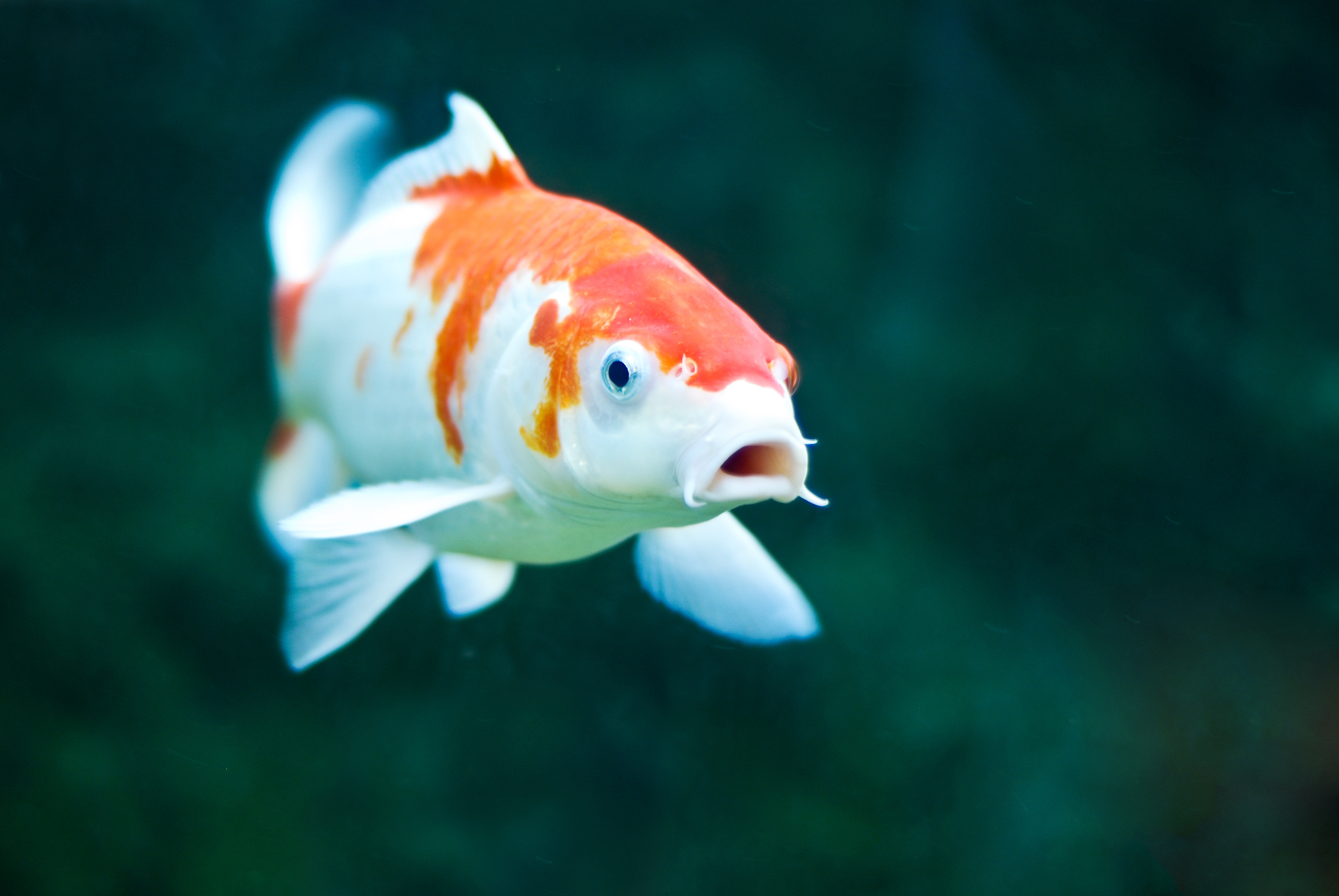 Teichfische 5 beliebte Fischarten für den Gartenteich