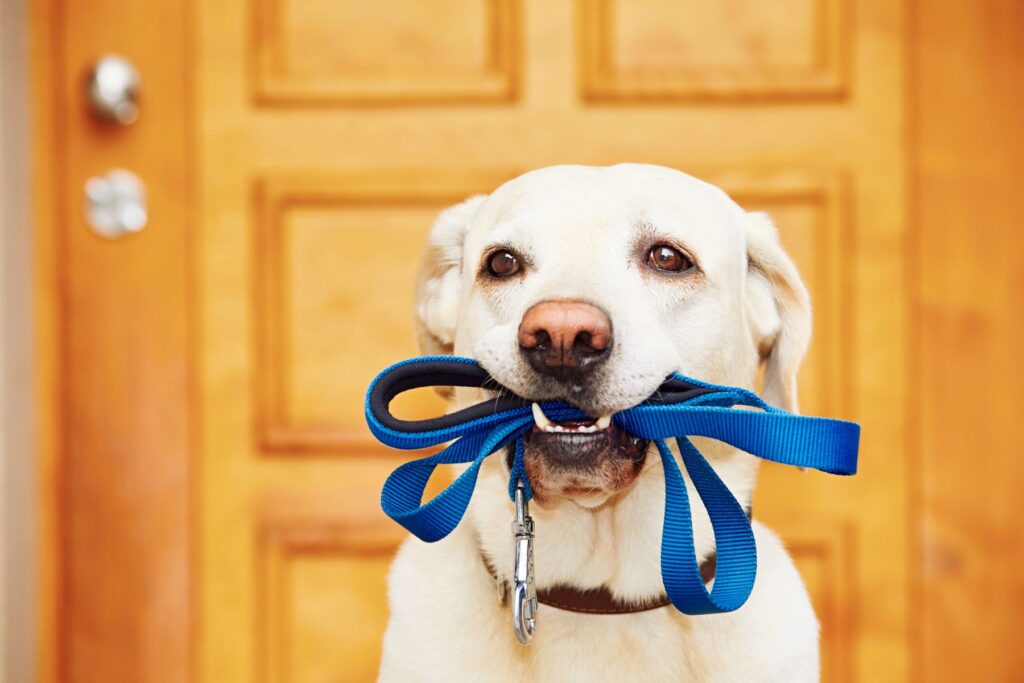 Ein Hund hat eine Leine im Maul Hund will Gassi gehen
