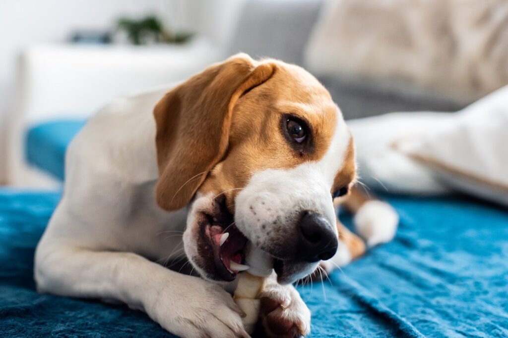 Hund im Homeoffice beschäftigen