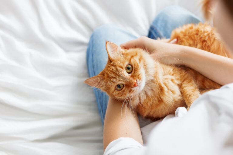 Feline Infektiöse Peritonitis der Katze (FIP) Feline Infektiöse Peritonitis der Katze (FIP)