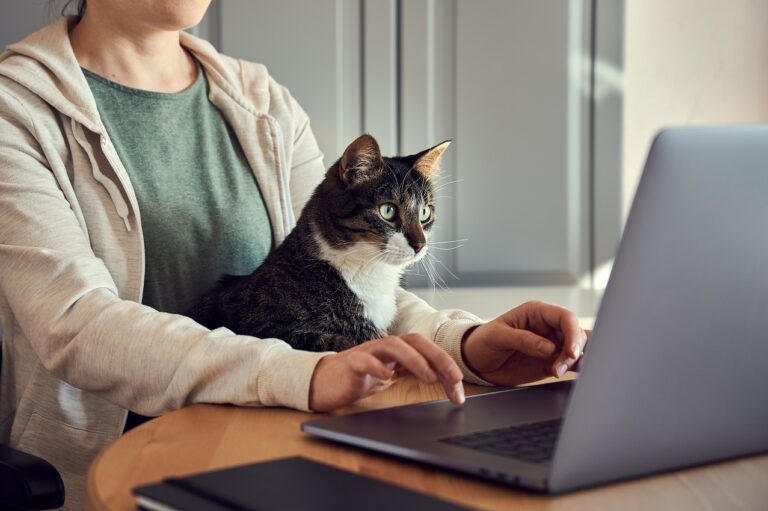 Homeoffice mit Katze