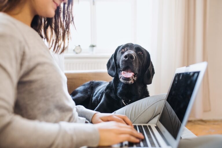 Homeoffice mit Hund