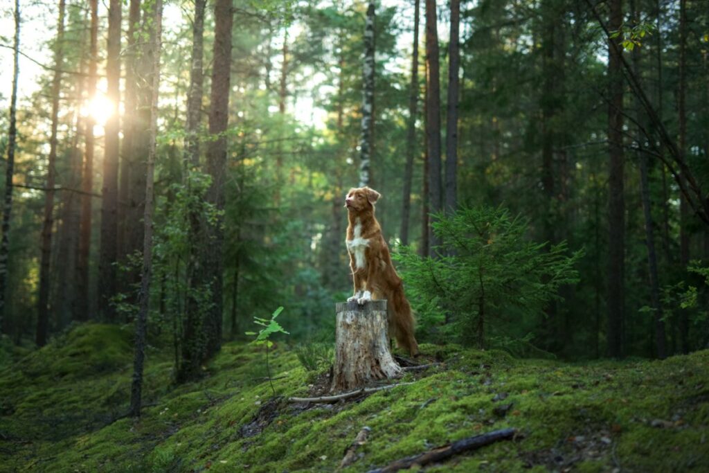 Ein Hund steht auf einem Baumstamm im Wald Hund auf Baumstamm